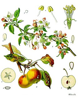Apple - Wikipedia