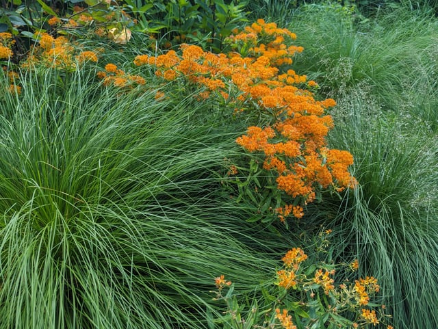 Bonnes plantes compagnes indigènes avec l'asclépiade orange : r ...
