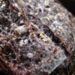 Les champignons: Alliés méconnus de la biodiversité des sols