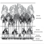 Décryptage des mythes: Les vérités surprenantes sur l’agencement des strates végétales
