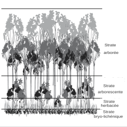 File:Strates végétales.svg - Wikimedia Commons