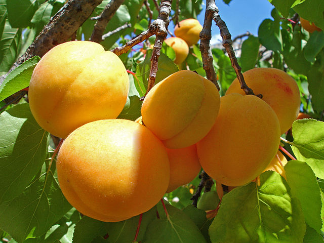 Prunus armeniaca Canino