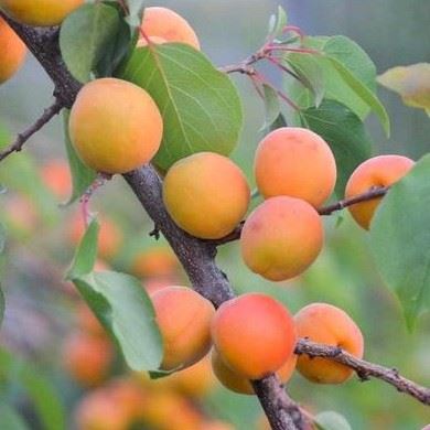 Prunus armeniaca var. Bergeron