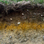 Les secrets des sols vivants: Comment la biodiversité sous nos pieds peut tout changer