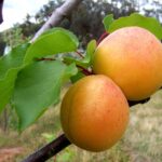 Pêche de Nancy, Prunus armeniaca var. Pêche de Nancy