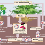 Les plantes prennent-elles l’azote… ou le rendent-elles au sol ?
