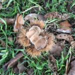 Chataignier cultivé