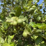 Citron galet, Citron vert, Lime, Limettier, Limettier acide