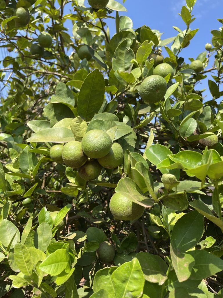 Citron galet, Citron vert, Lime, Limettier, Limettier acide