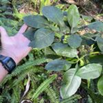 Bigarade, Bigaradier