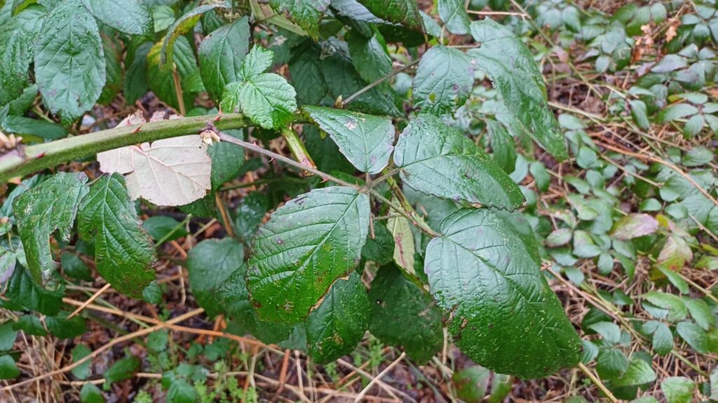 Ronce ligneuse, Ronce de Bertram, Ronce commune