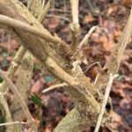 Sureau noir, Sambucus nigra