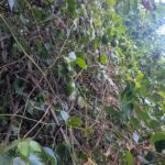 Fruit de la passion, Grenadille