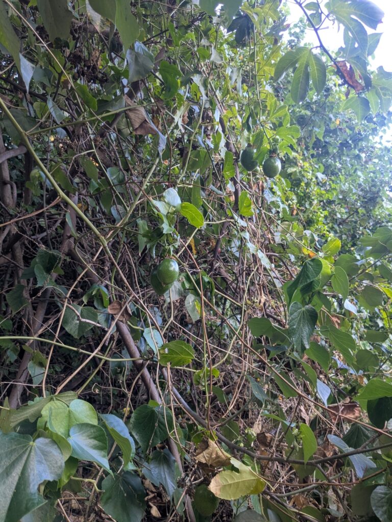 Fruit de la passion, Grenadille