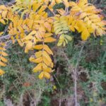 Cormier, Sorbier domestique