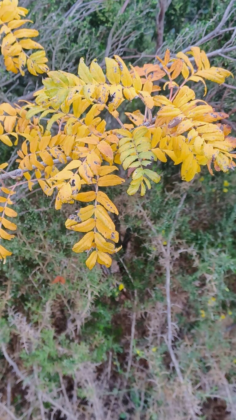 Cormier, Sorbier domestique