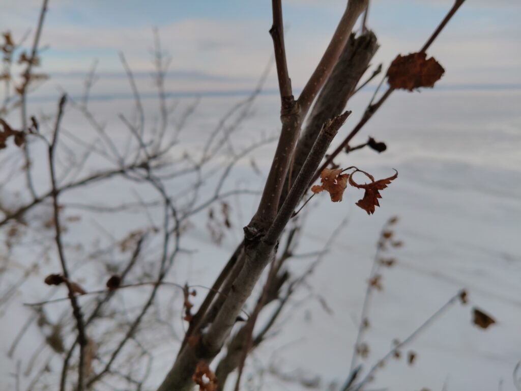 Sorbier des oiseleurs