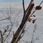 Sorbier des oiseleurs