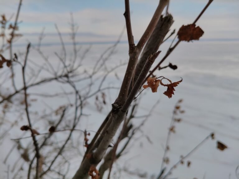 Sorbier des oiseleurs