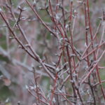Amelanchier