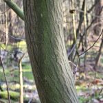 Amelanchier de Lamarck