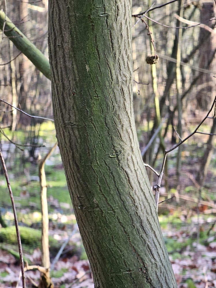 Amelanchier de Lamarck