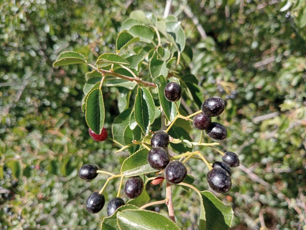 Bois de Sainte-Lucie