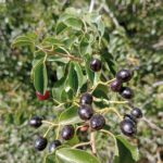 Bois de Sainte-Lucie