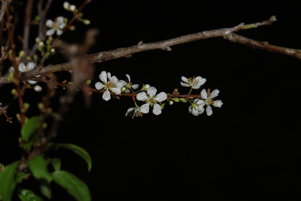 Prunier Japonais