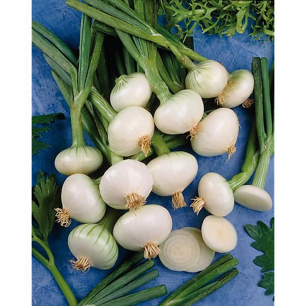 Oignon de Rebouillon