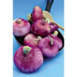 Oignon Rouge de Toulouges