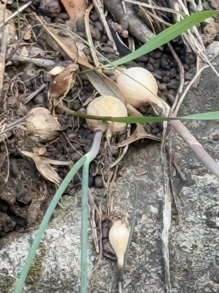 Ail oignon, Oignon, Échalote