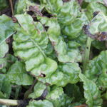 Bette commune, betterave