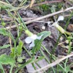 Radis sauvage, Ravenelle