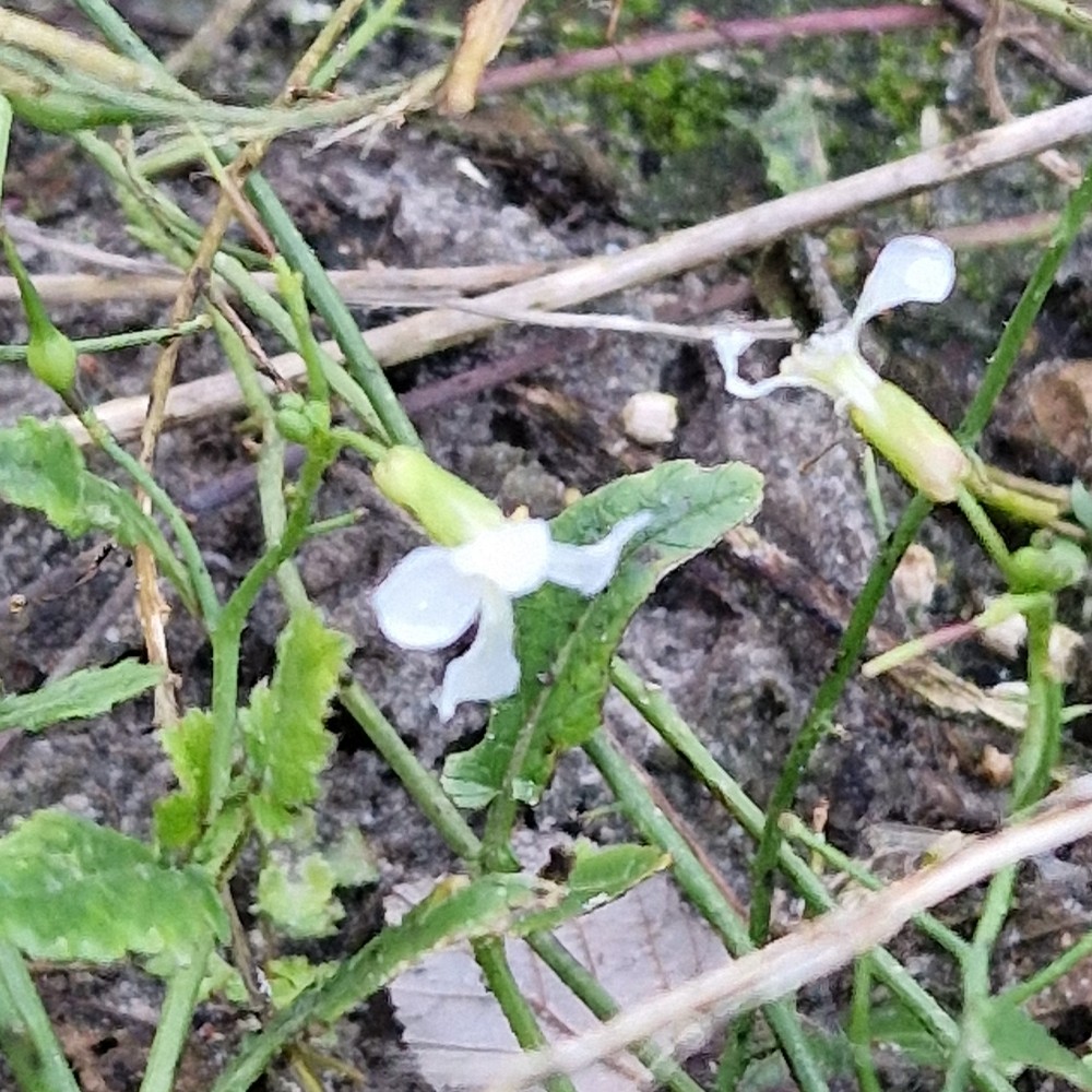 Raphanus raphanistrum L.