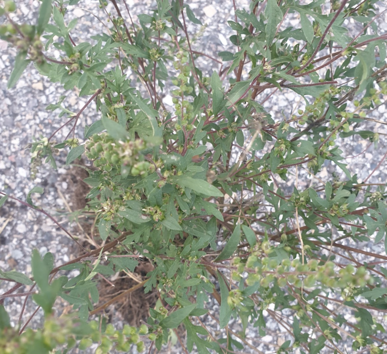 ambrosia-artemisiifolia