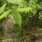 Arbres fruitiers et topinambour