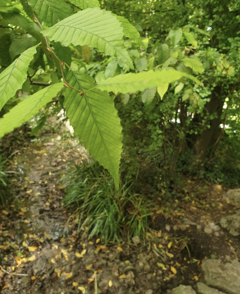 arbres-fruitiers-et-topinambour