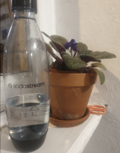 Arroser une plante d’intérieur en pot avec de l’eau gazeuse, c’est grave docteur ?