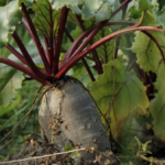 Betterave et amendements