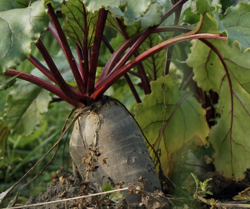 betterave-et-amendements