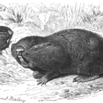 Betterave et campagnols