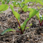 Betteraves et paillage