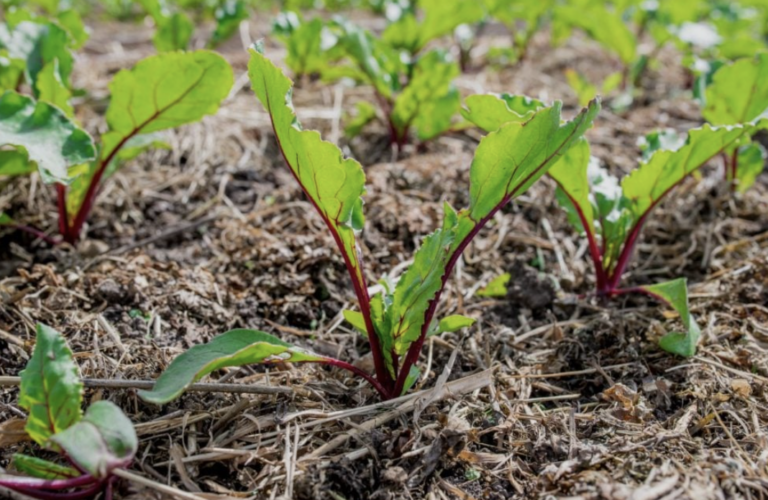 betteraves-et-paillage