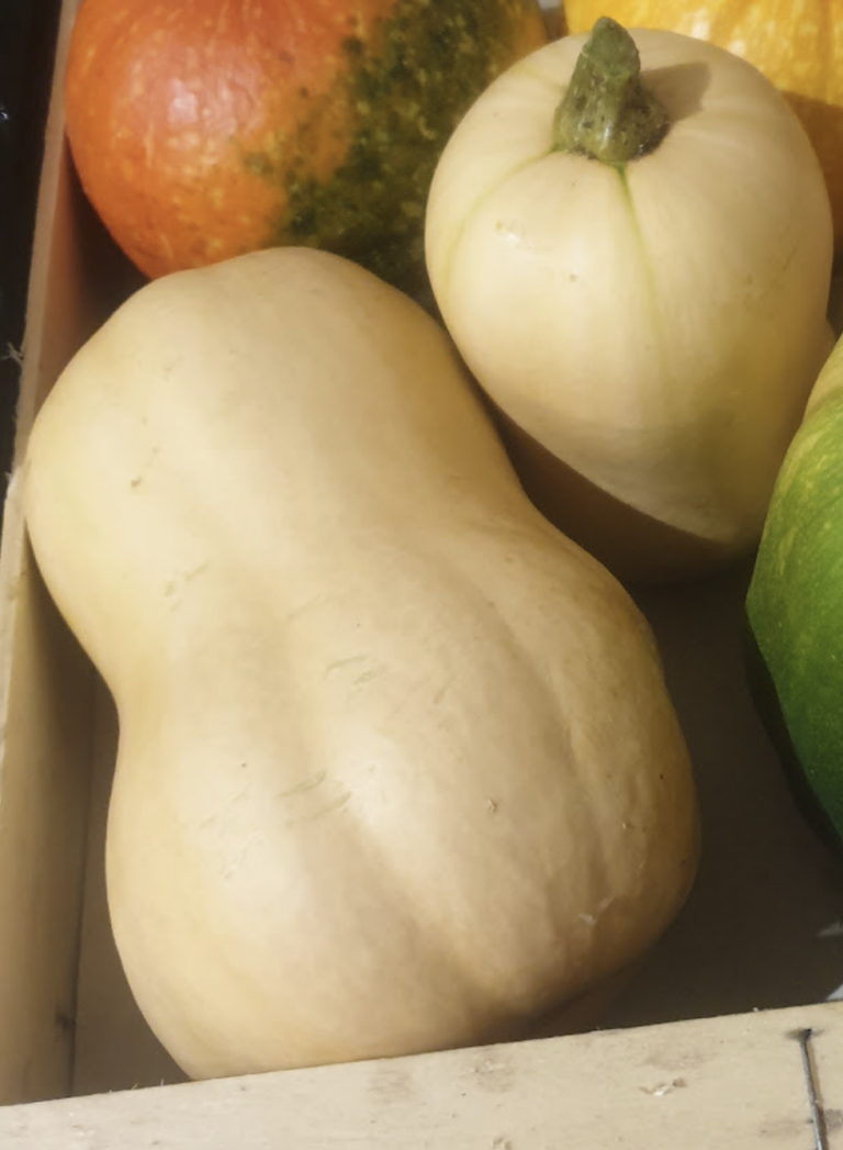 butternut