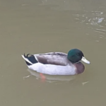 Canard kaki Campbell