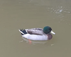 Canard kaki Campbell