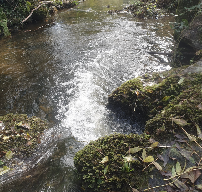 canards-domestiques-et-riviere-reviennent-ils-a-la