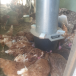 Comment faire pour que l’eau des poules ne gèle pas ?