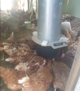 Comment faire pour que l’eau des poules ne gèle pas ?